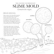 Attēlu rezultāti vaicājumam “Comatricha nigra spores”