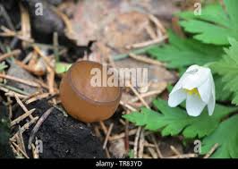 Attēlu rezultāti vaicājumam “Dumontinia tuberosa”