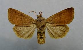 Attēlu rezultāti vaicājumam “Charanyca trigrammica”