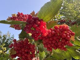 Attēlu rezultāti vaicājumam “Viburnum opulus fruit”