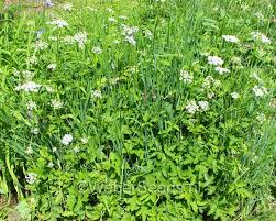 Attēlu rezultāti vaicājumam “Aegopodium podagraria flower”