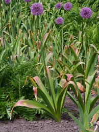 Attēlu rezultāti vaicājumam “Allium holandicum”