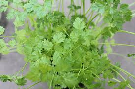 Image result for Kerbel