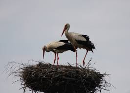 Attēlu rezultāti vaicājumam “Ciconia ciconia nest”