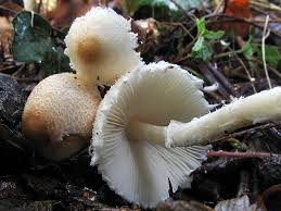 Attēlu rezultāti vaicājumam “Lactarius lygniotus”
