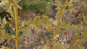 Attēlu rezultāti vaicājumam “Senecio viscosus leaf”