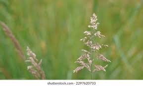 Attēlu rezultāti vaicājumam “Holcus mollis”