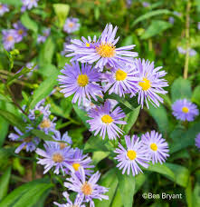 Attēlu rezultāti vaicājumam “Symphyotrichum x salignum”