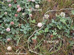 Attēlu rezultāti vaicājumam “Trifolium fragiferum flower”