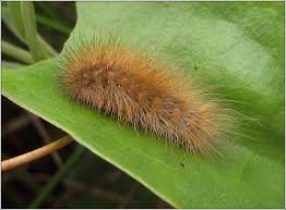 Attēlu rezultāti vaicājumam “Phragmatobia fuliginosa”