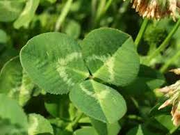 Attēlu rezultāti vaicājumam “Trifolium repens leaf”