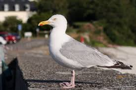 Attēlu rezultāti vaicājumam “Larus argentatus adult”