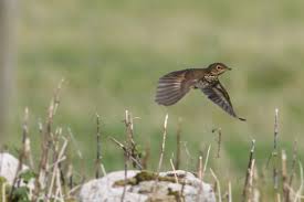 Image result for Catharus ustulatus