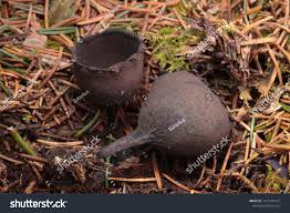 Attēlu rezultāti vaicājumam “Urnula craterium”