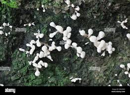 Attēlu rezultāti vaicājumam “Phleogena faginea young”