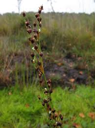 Attēlu rezultāti vaicājumam “Juncus alpinoarticulatus leaf”