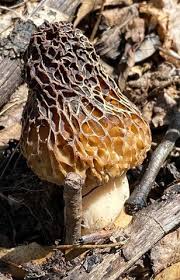 Attēlu rezultāti vaicājumam “Morchella sp.”