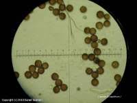 Attēlu rezultāti vaicājumam “Diderma spumarioides”