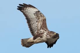 Attēlu rezultāti vaicājumam “Buteo buteo adult”