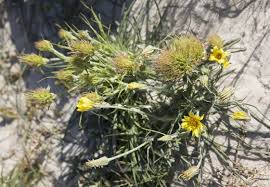 Attēlu rezultāti vaicājumam “Tragopogon heterospermus leaf”