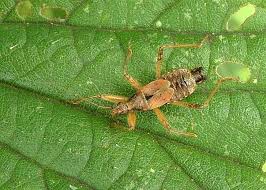 Attēlu rezultāti vaicājumam “Himacerus apterus”