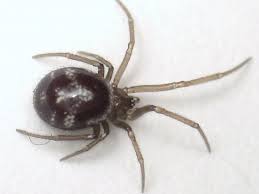 Attēlu rezultāti vaicājumam “Steatoda grossa female”