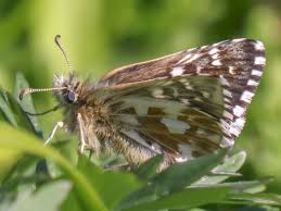 Attēlu rezultāti vaicājumam “Pyrgus serratulae underside”