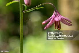 Attēlu rezultāti vaicājumam “Lilium martagon bud”