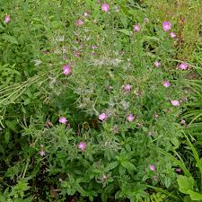 Image result for Weidenröschen