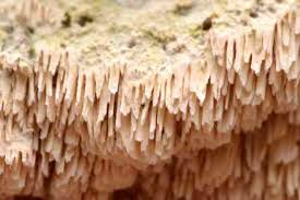 Attēlu rezultāti vaicājumam “Basidioradulum radula”