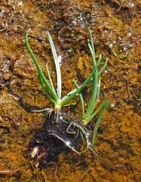 Attēlu rezultāti vaicājumam “Plantago uniflora”