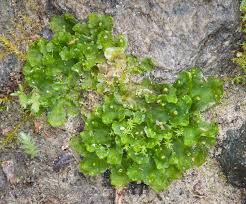 Attēlu rezultāti vaicājumam “Blasia pusilla”