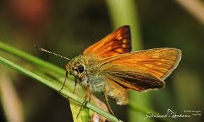 Attēlu rezultāti vaicājumam “Ochlodes sylvanus underside”