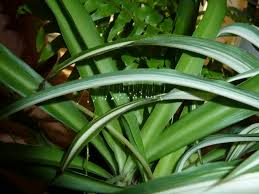 Attēlu rezultāti vaicājumam “Chrysopidae eggs”