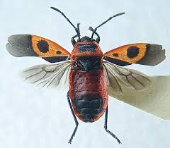 Attēlu rezultāti vaicājumam “Pyrrhocoris apterus nymph”