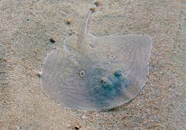 Image result for Raja radula