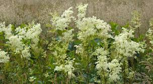 Attēlu rezultāti vaicājumam “Filipendula ulmaria  flower”