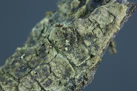 Attēlu rezultāti vaicājumam “Physarum braunianum macro”