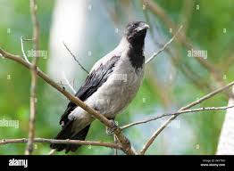 Attēlu rezultāti vaicājumam “Corvus cornix juvenile”