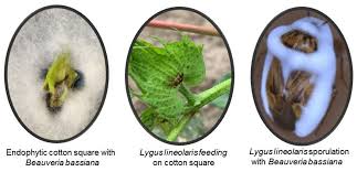 Attēlu rezultāti vaicājumam “Cribraria vulgaris spores”