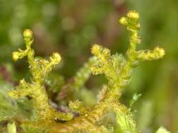 Attēlu rezultāti vaicājumam “Ptilidium ciliare”