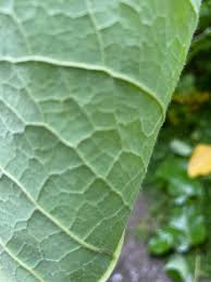 Attēlu rezultāti vaicājumam “Reynoutria sachalinensis leaf”