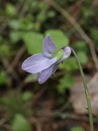 Attēlu rezultāti vaicājumam “Viola epipsila flower”