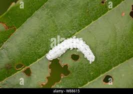 Attēlu rezultāti vaicājumam “Eriocampa ovata larva”