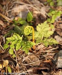 Attēlu rezultāti vaicājumam “Botrychium multifidum”