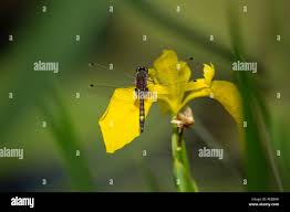 Attēlu rezultāti vaicājumam “Leucorrhinia pectoralis”