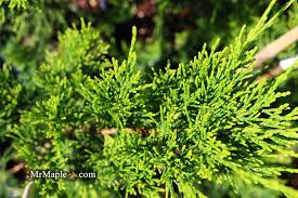 Attēlu rezultāti vaicājumam “Juniperus chinensis”