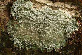 Attēlu rezultāti vaicājumam “Pertusaria albescens”