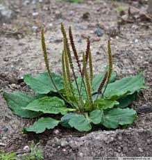 Attēlu rezultāti vaicājumam “Plantago major subsp. intermedia”