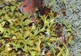 Attēlu rezultāti vaicājumam “Cetraria islandica”